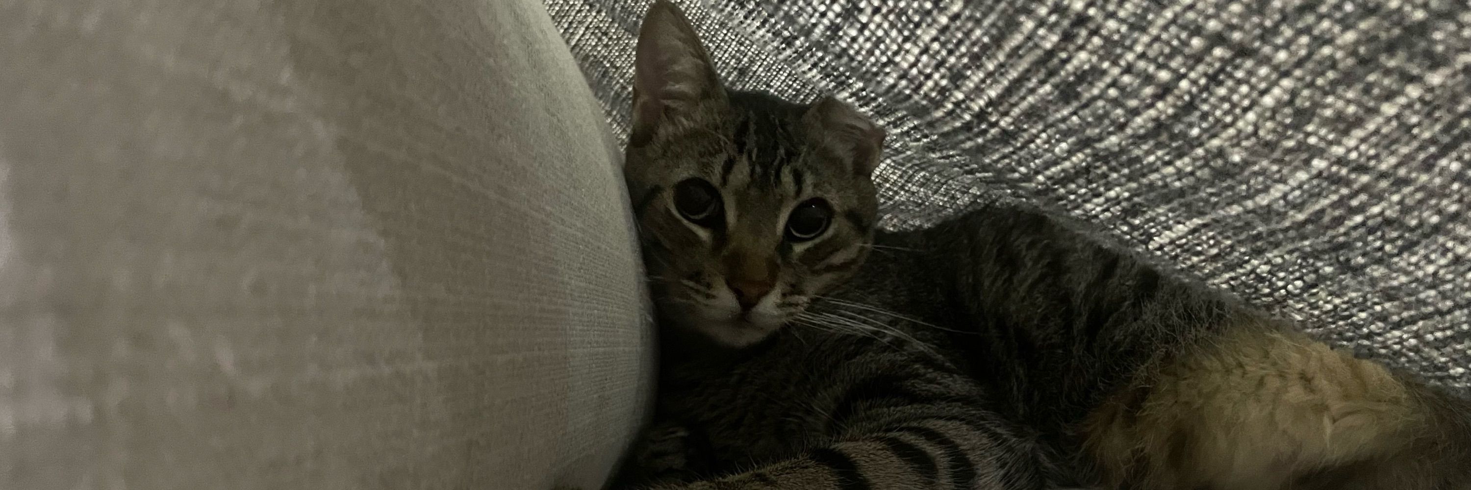isa
