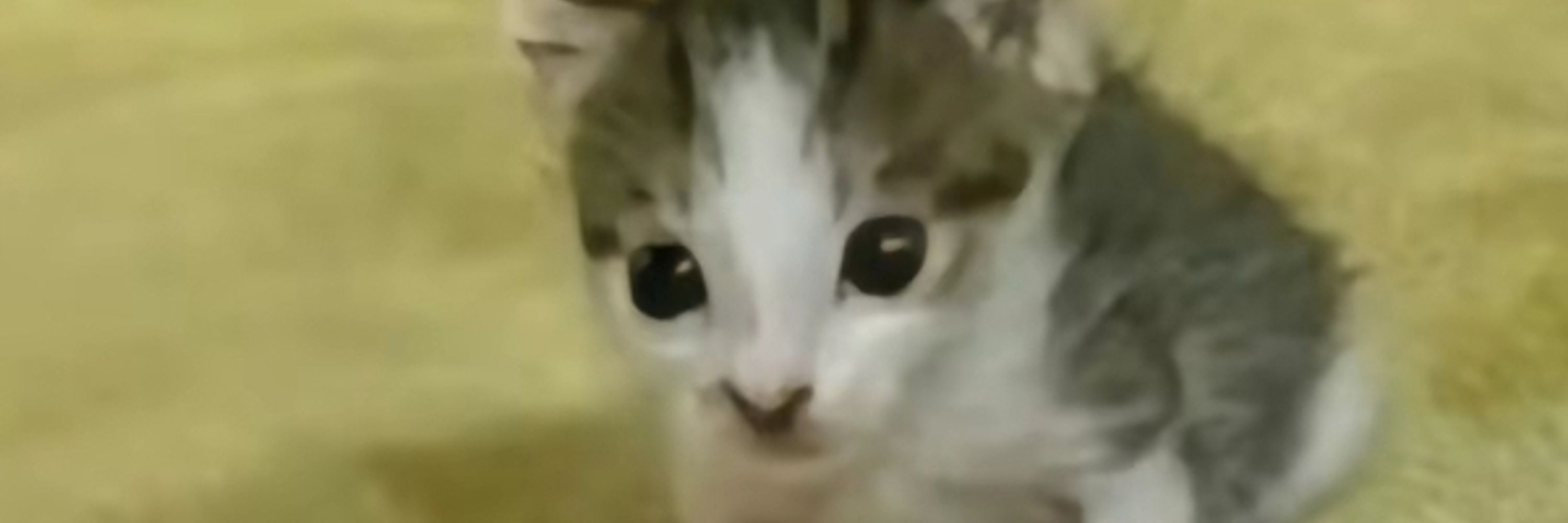 BettyBoopy