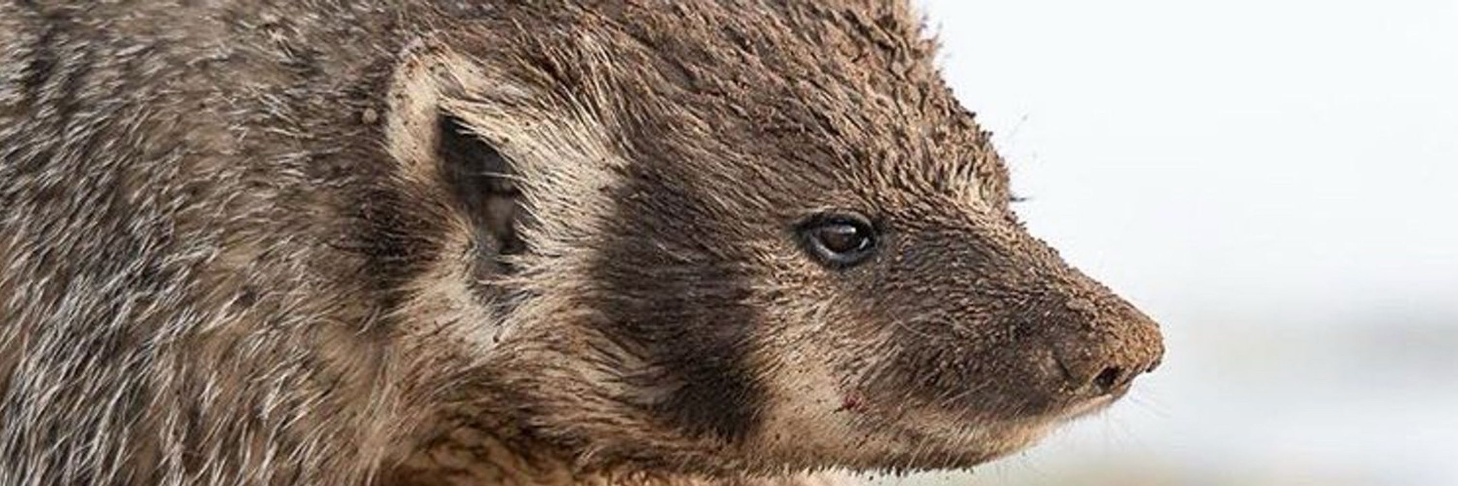 The Badger