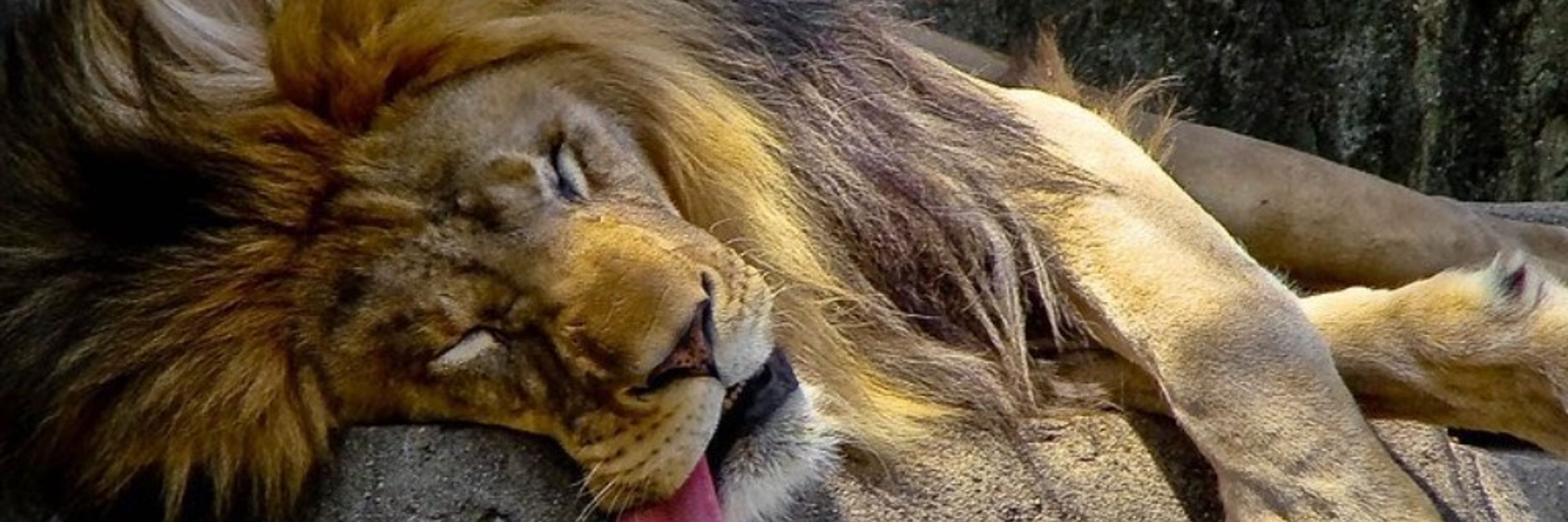 BigFuzzyLion