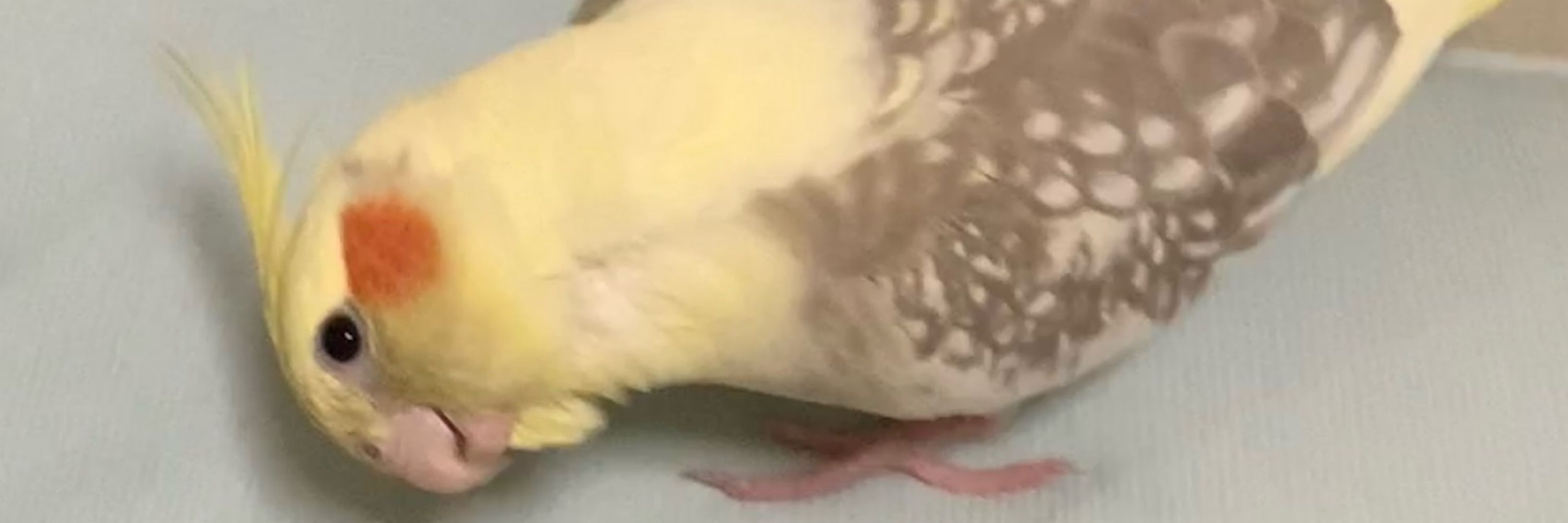 M̥e̫ll̥o͙
