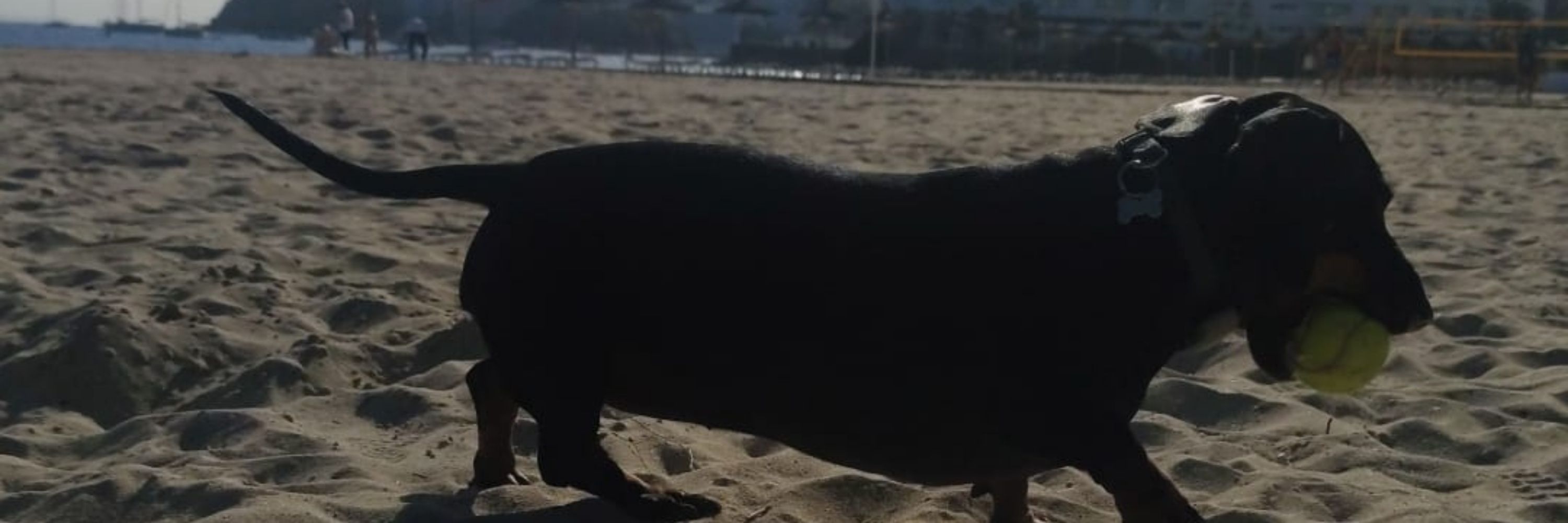 ElvisfromMallorca