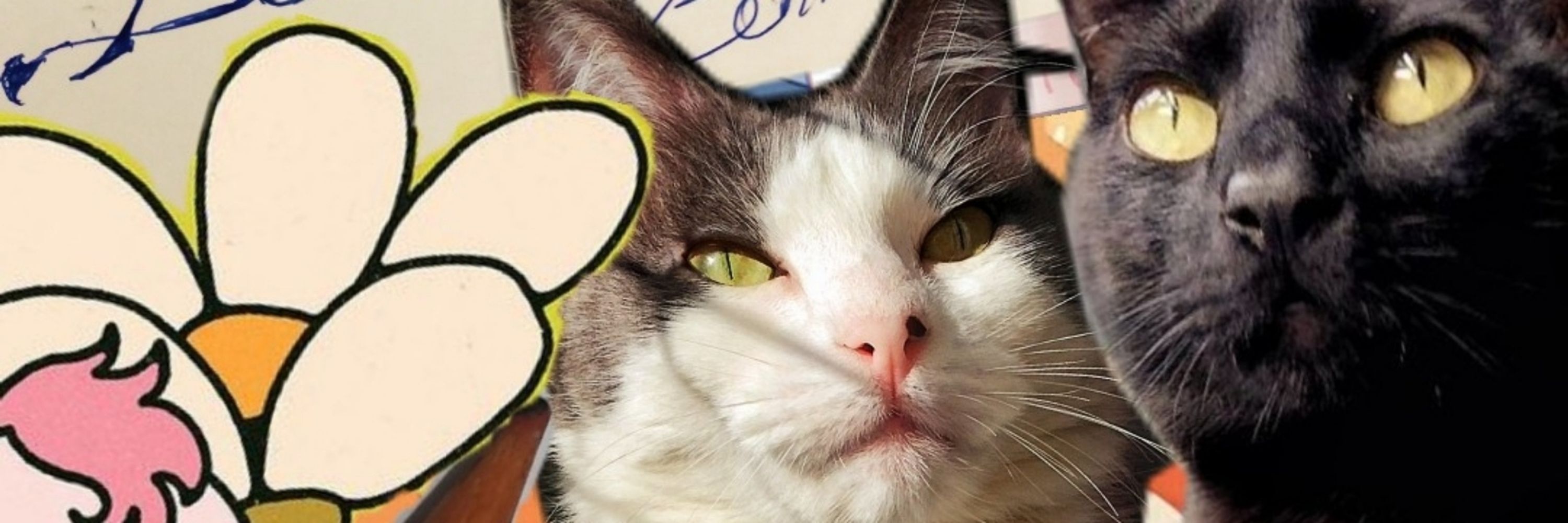 Sol