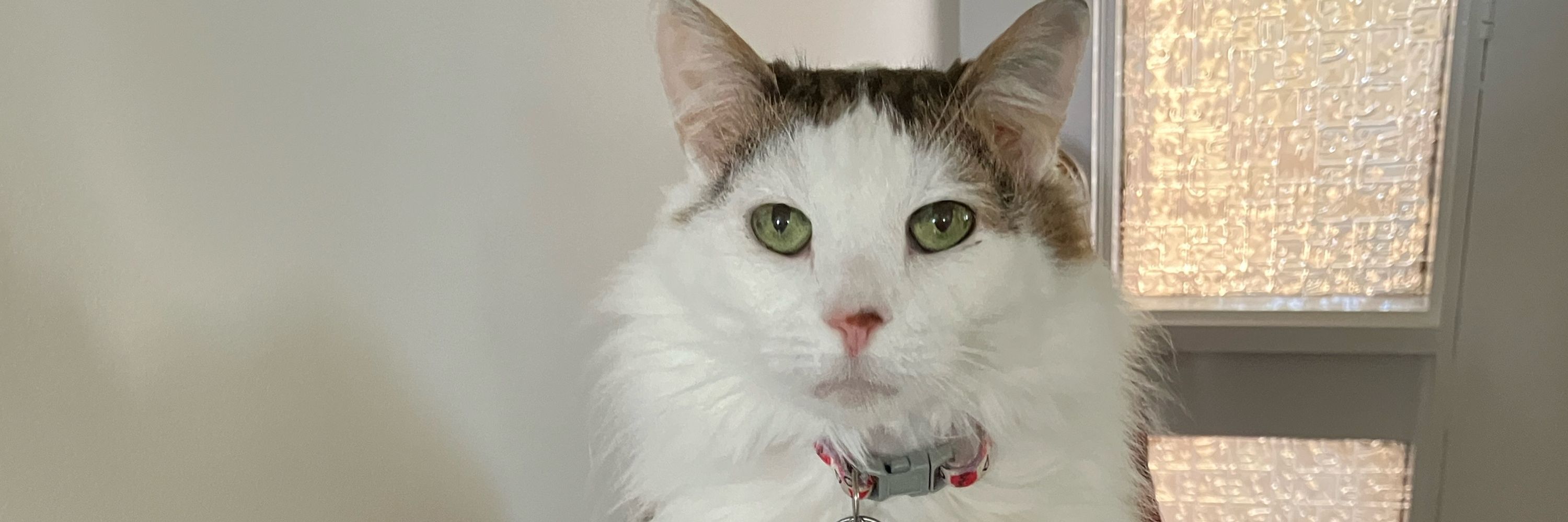 Katerpertater