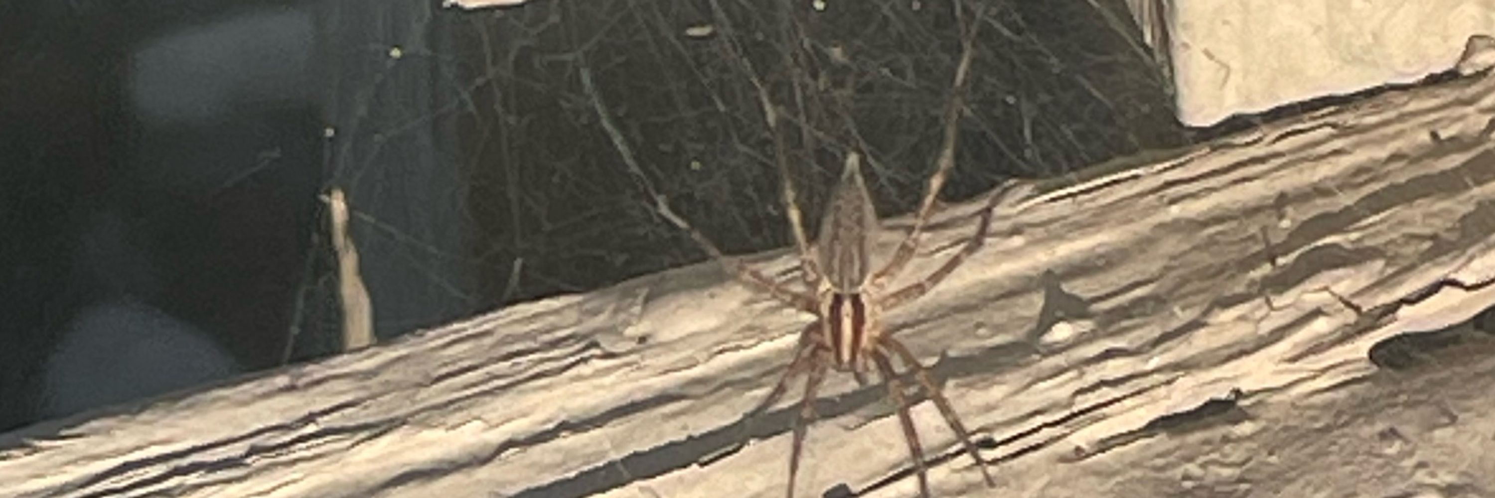 Spider Witch