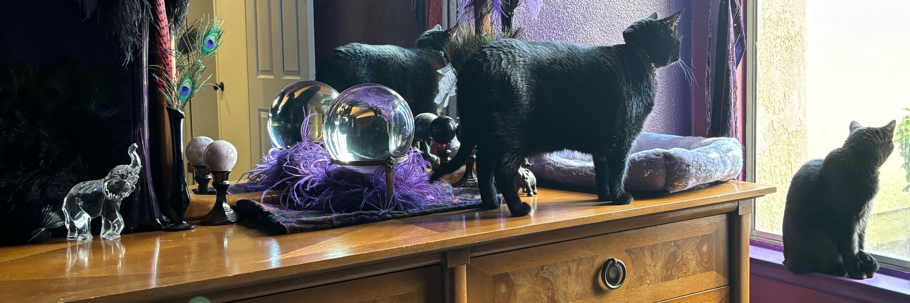 T🌙🐈‍⬛🐈‍⬛✨