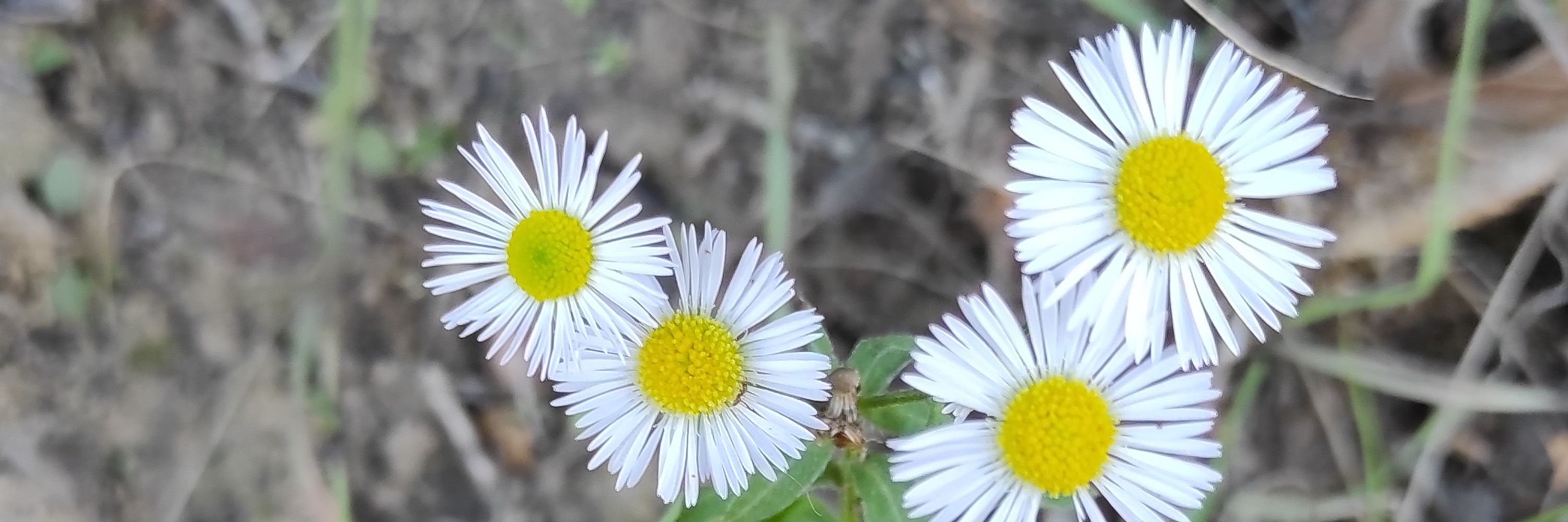 L. L. Vynterchilld