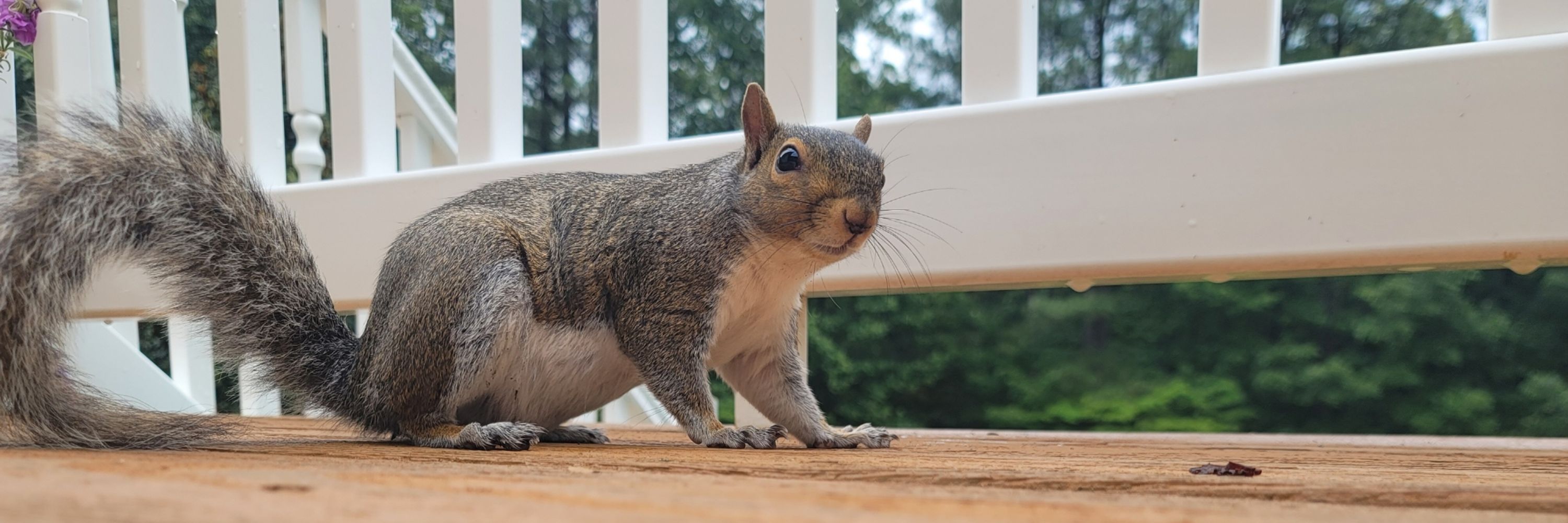 Sir Squirrels a Lot