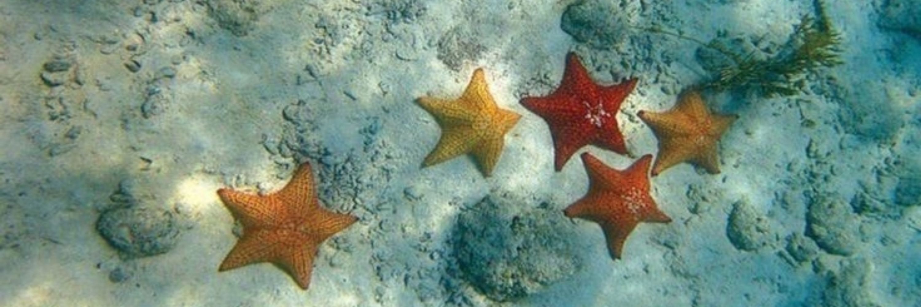 калькулятор на ножках