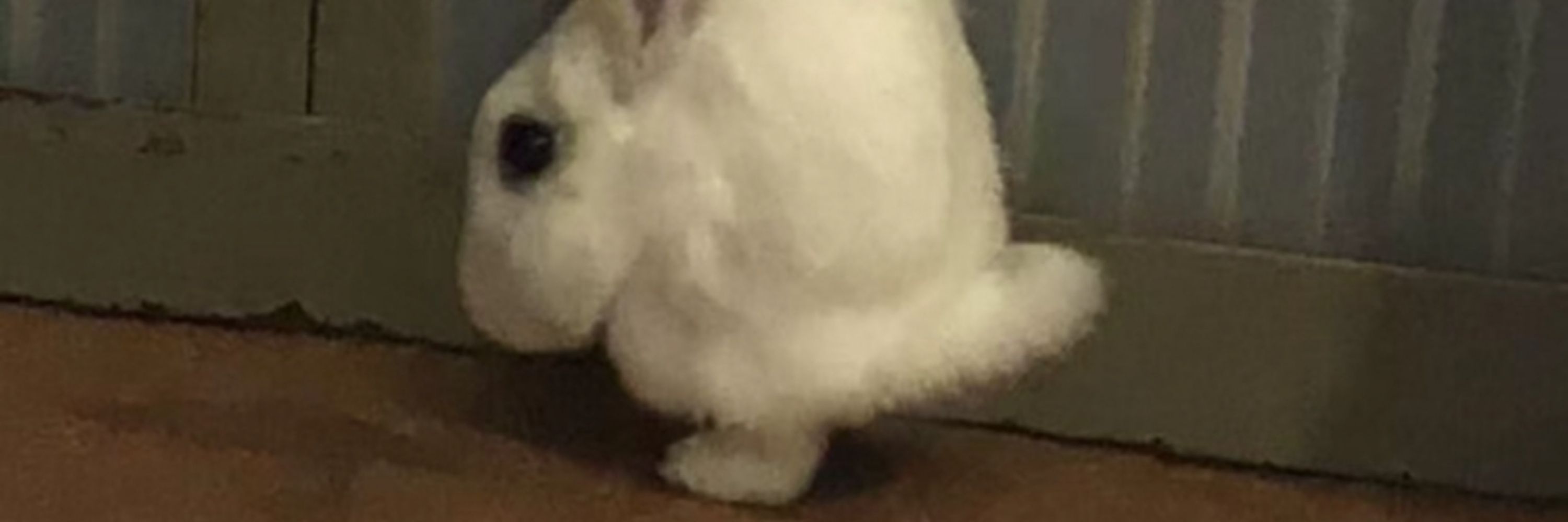 When you 🐰™️