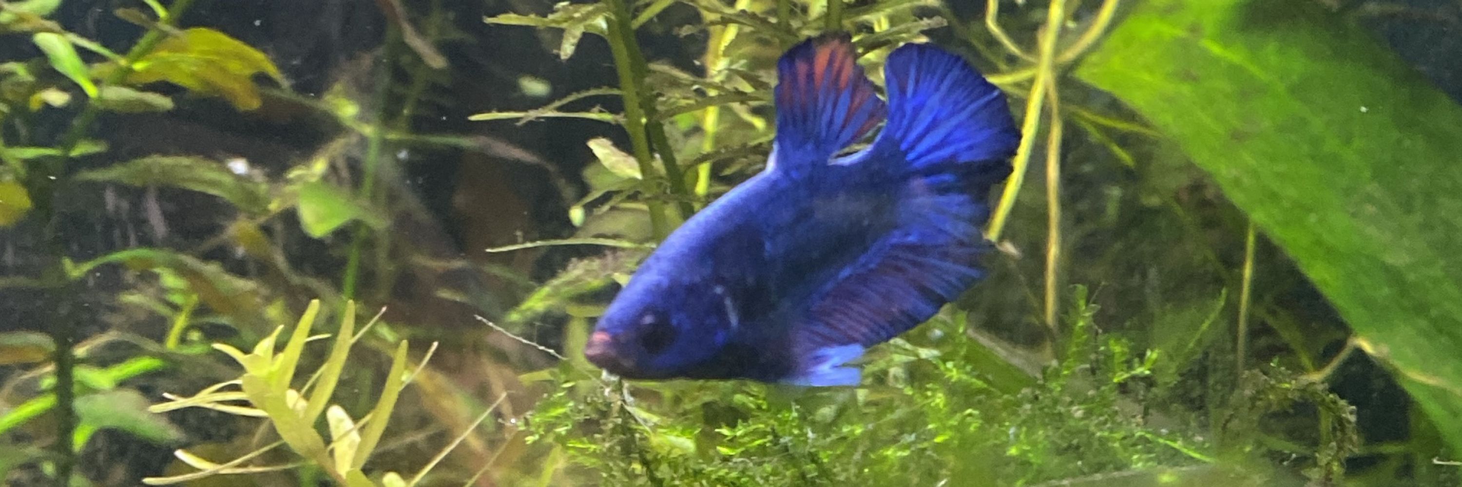 ella 🦈💙