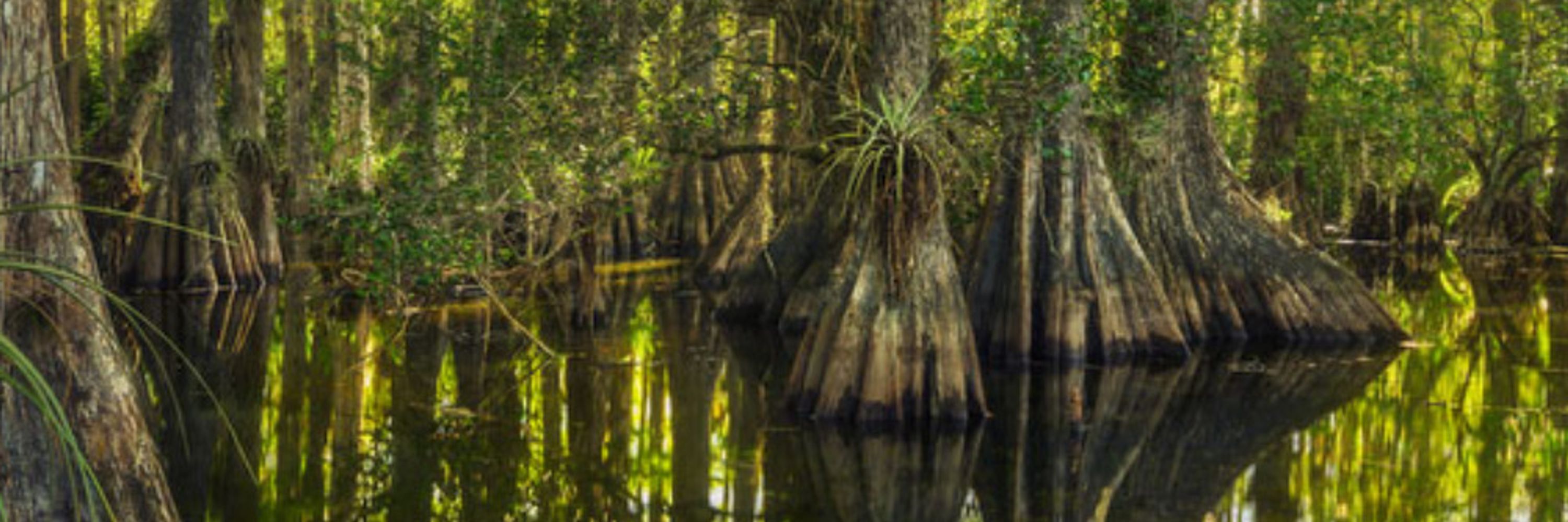 GM Gator