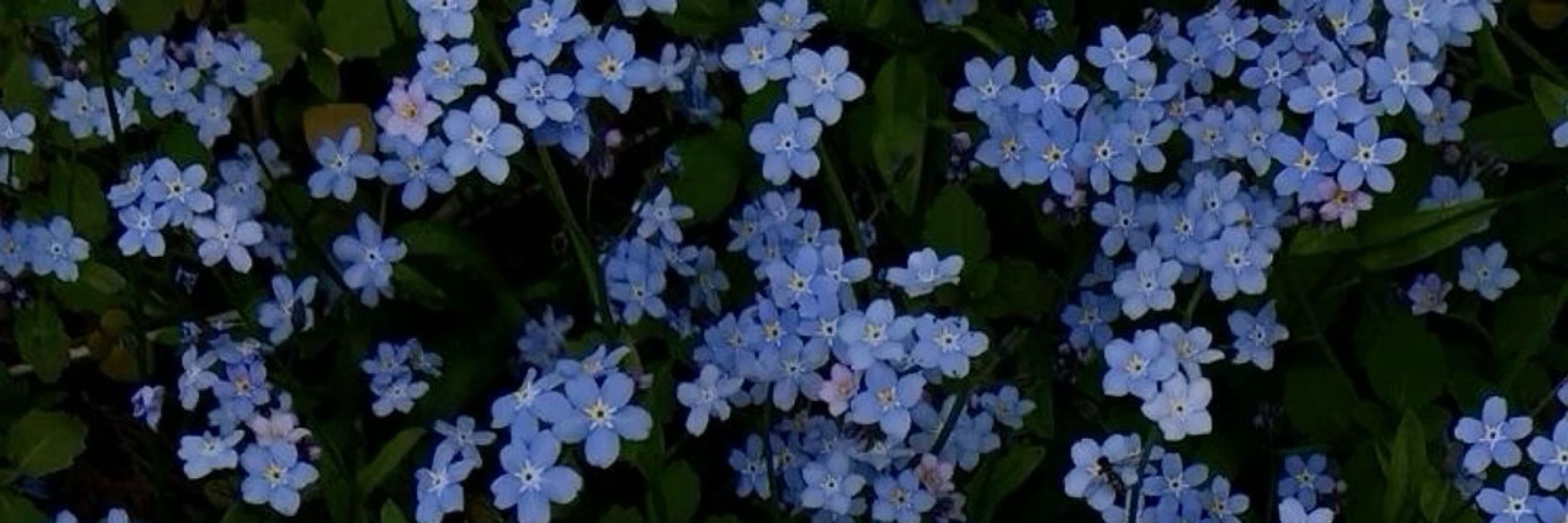 bebella