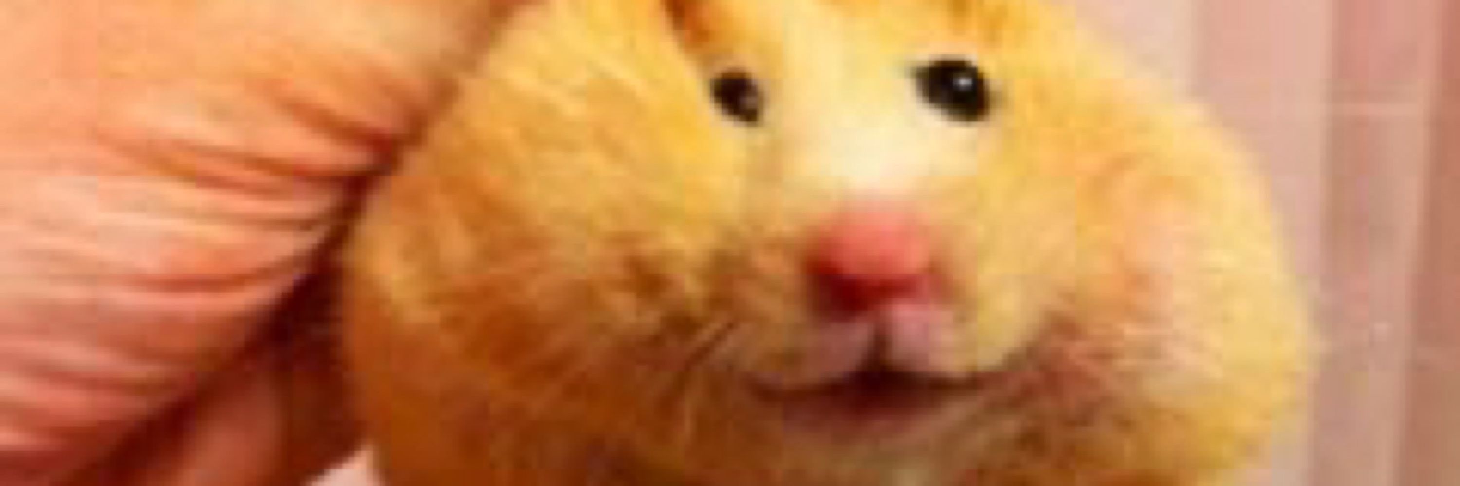 🐹おはむ🐹