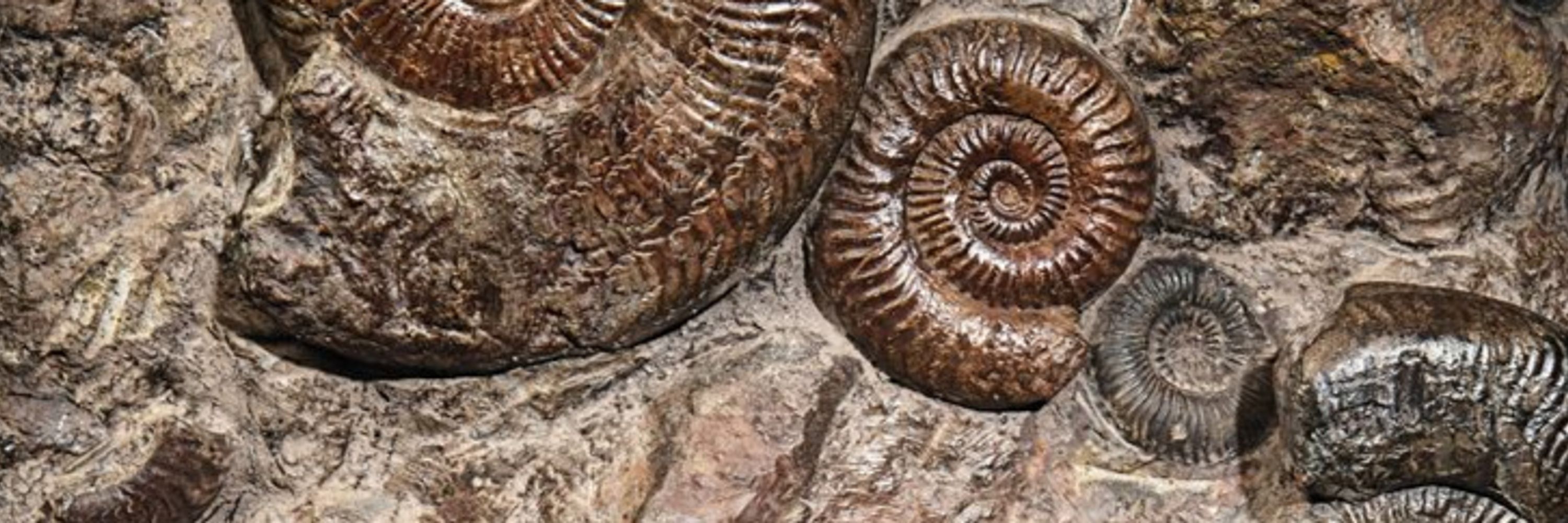 soggyfossil