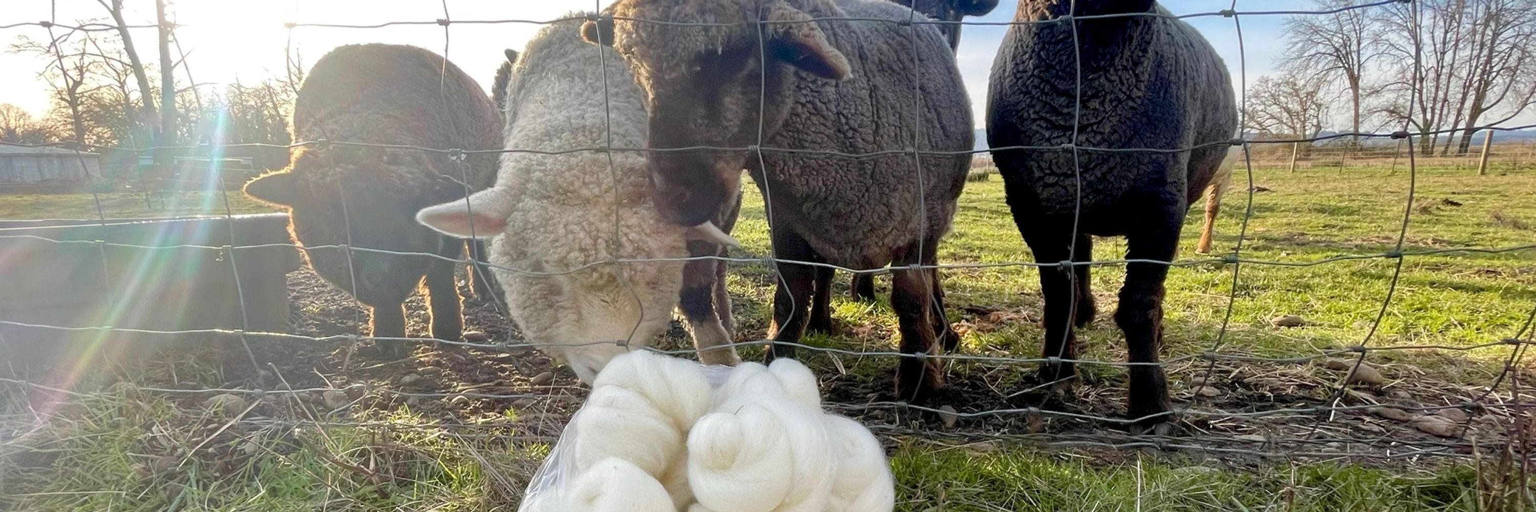 Wee Woollies Fiber Arts