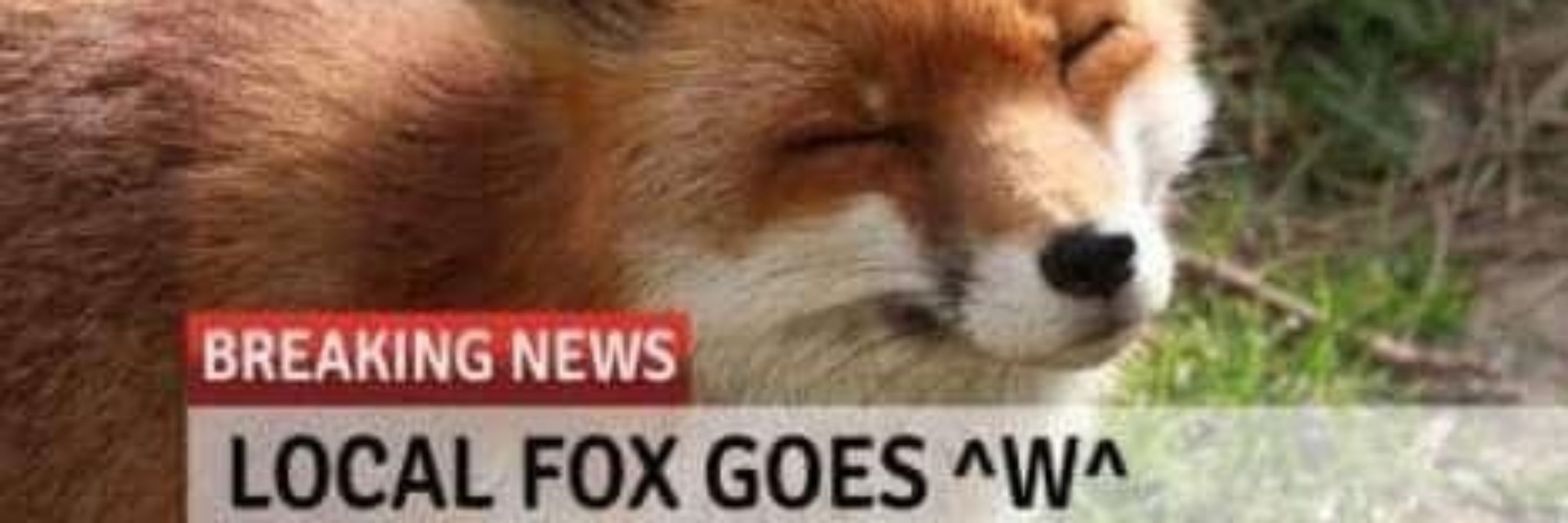 Bluefox