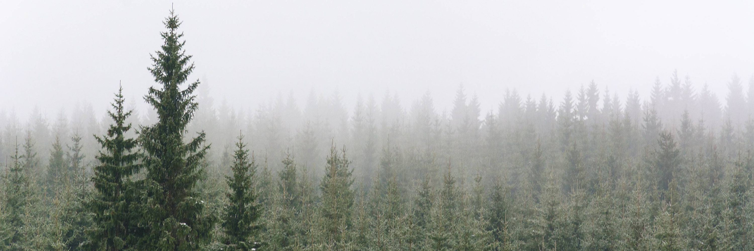 The Phantom Pines