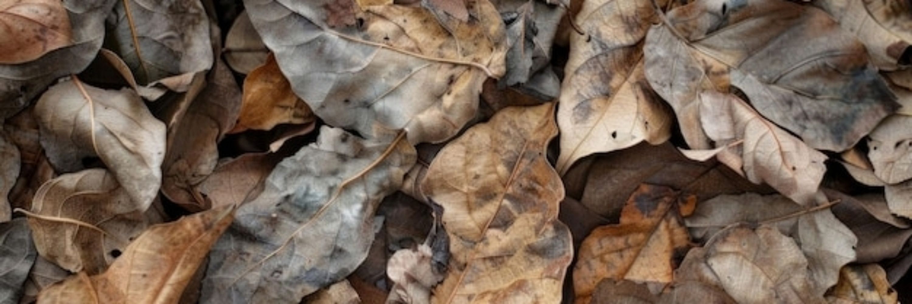 dendritis droppings