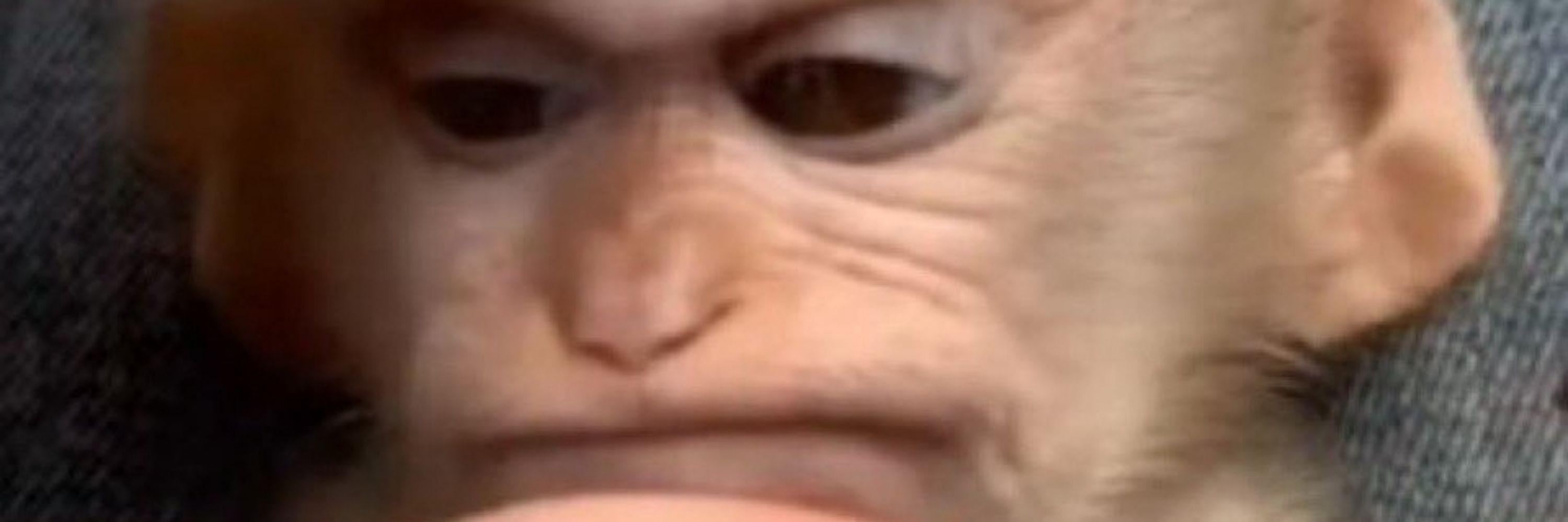luggi
