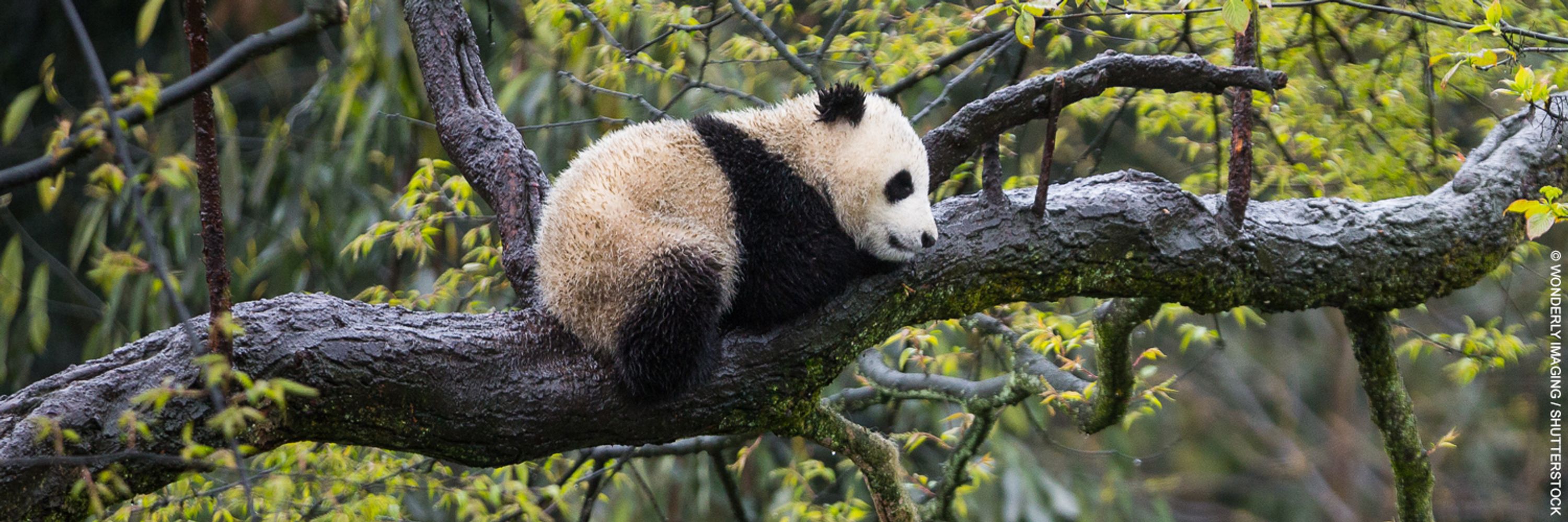 WWF Suomi