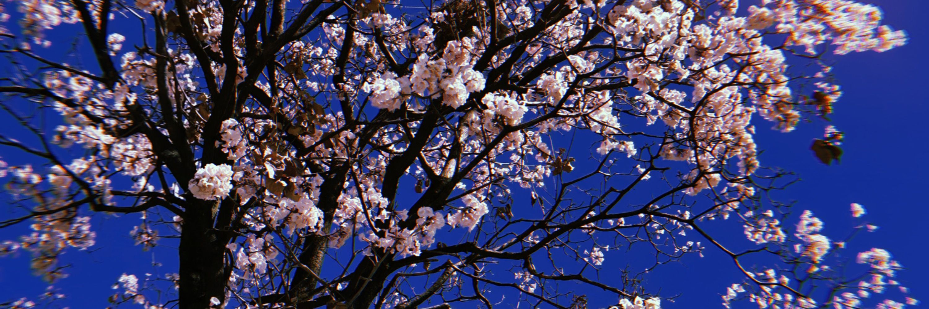 ℓαrα