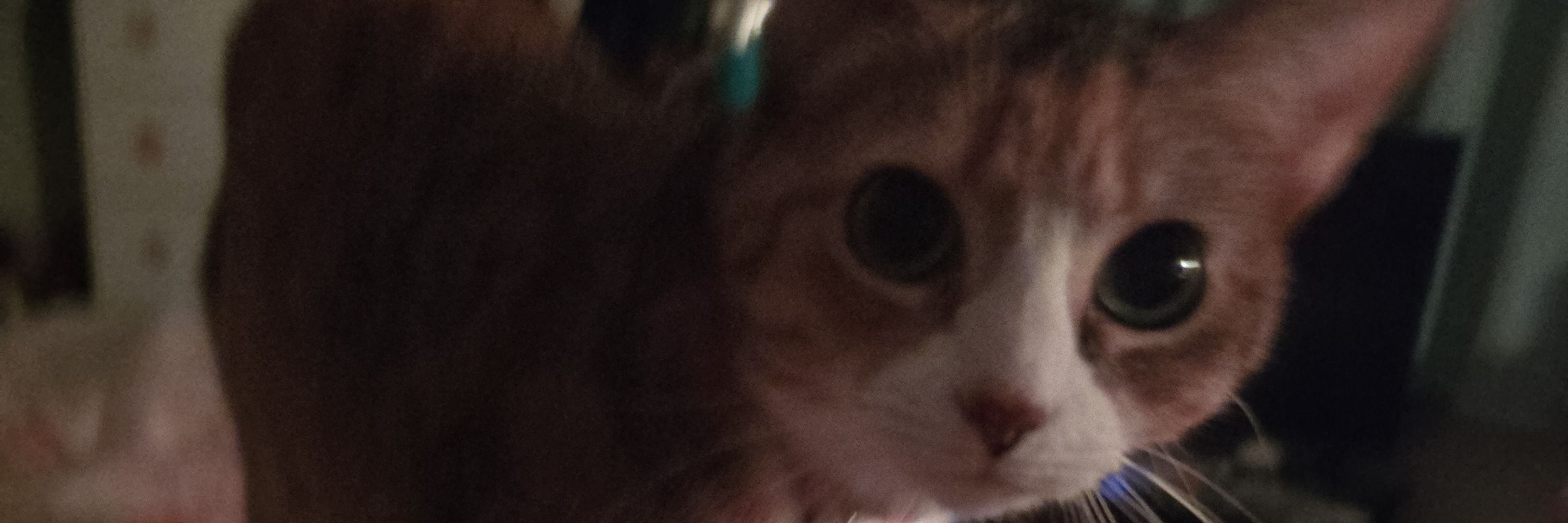 Kitty Littrell