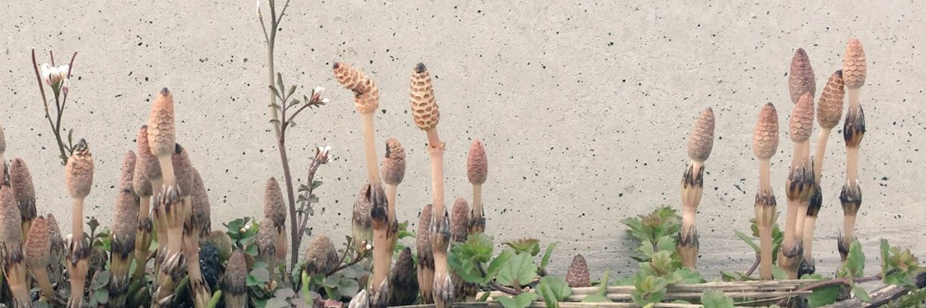🌾ほのきち