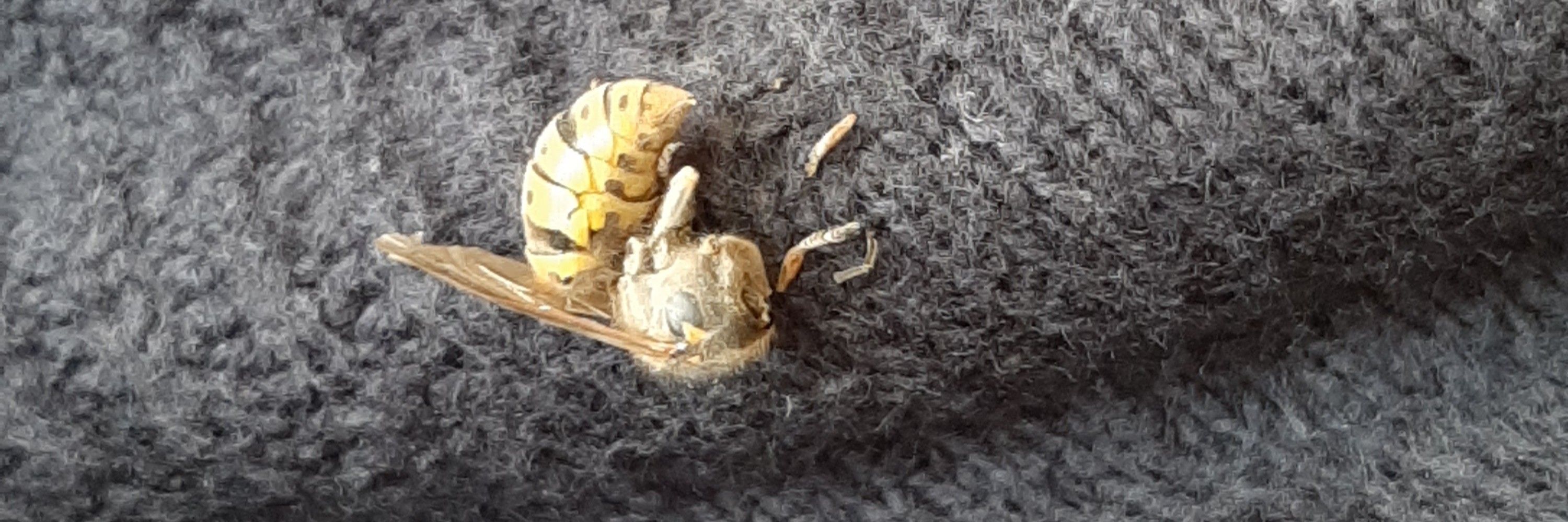 Honeyq