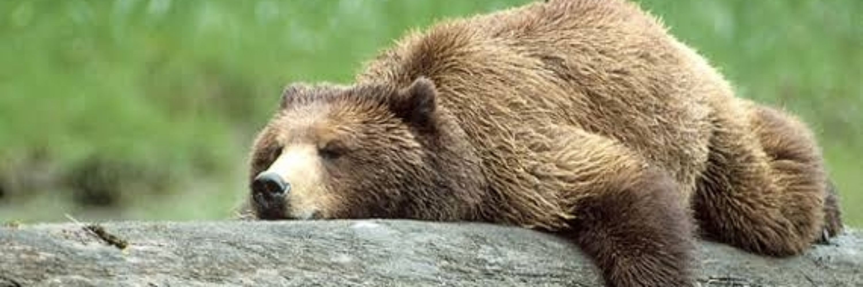 ikub4bear