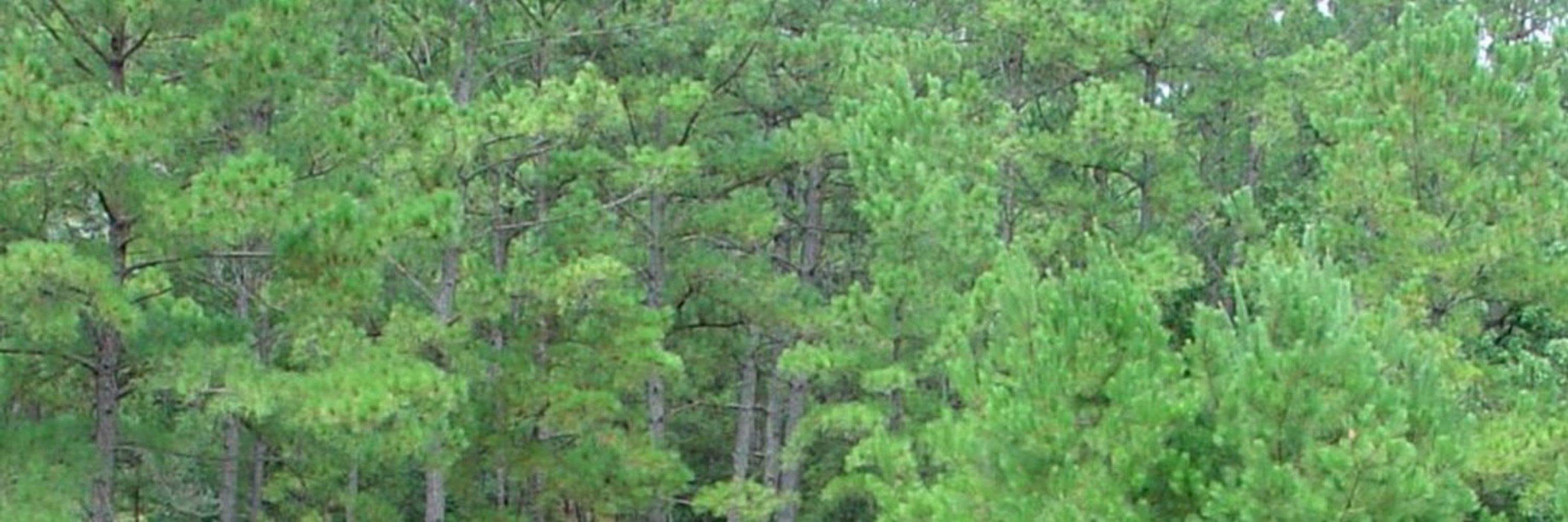 Lost Pines