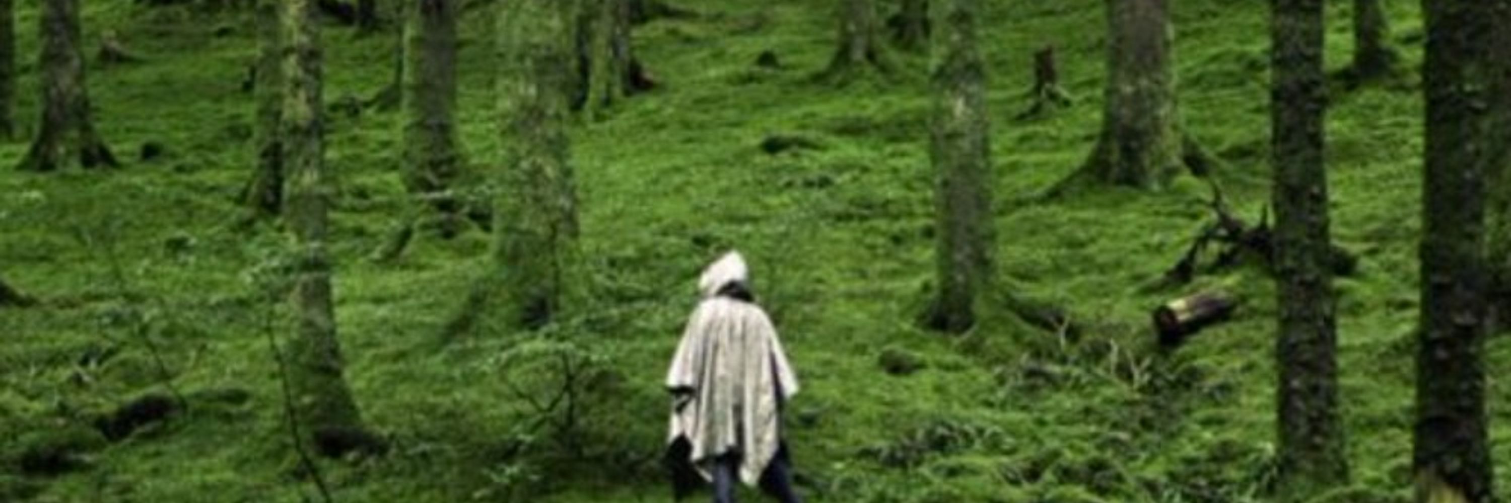 Druida
