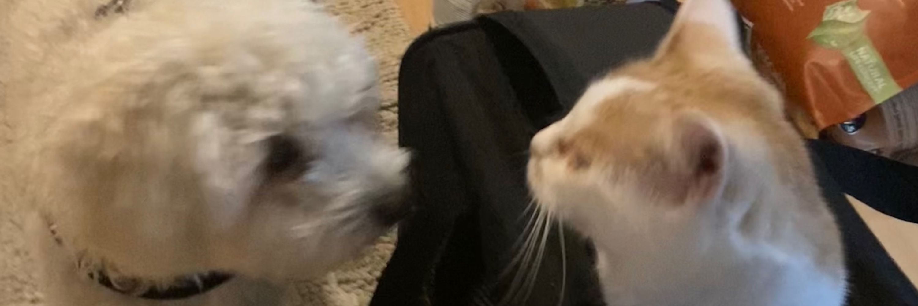 Matti, Oscar und die Menschin