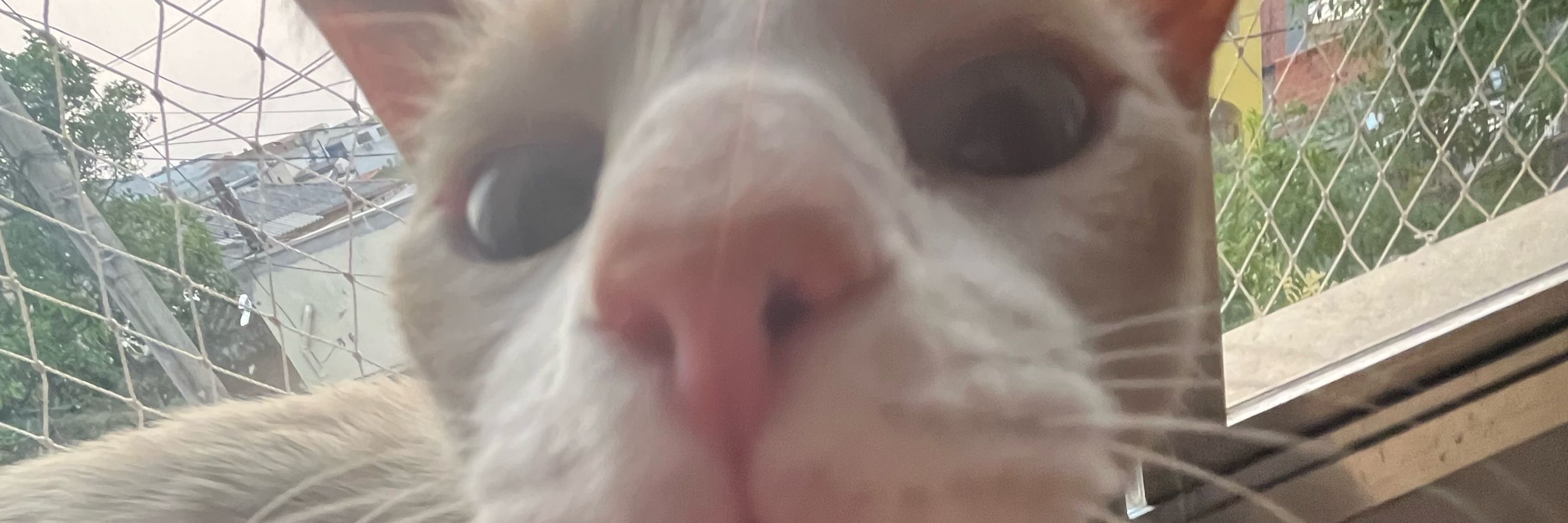 ๑*✩ manu ₊˚⊹