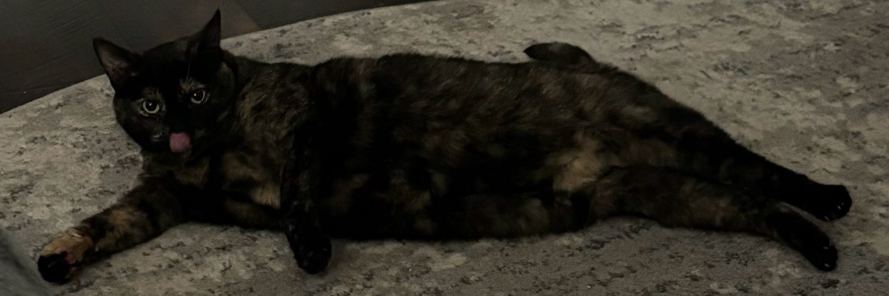 Little Cat