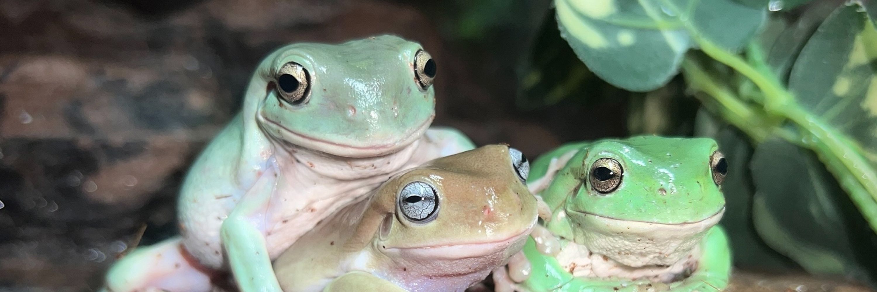 Hyperspace Frogs 🐸🚀