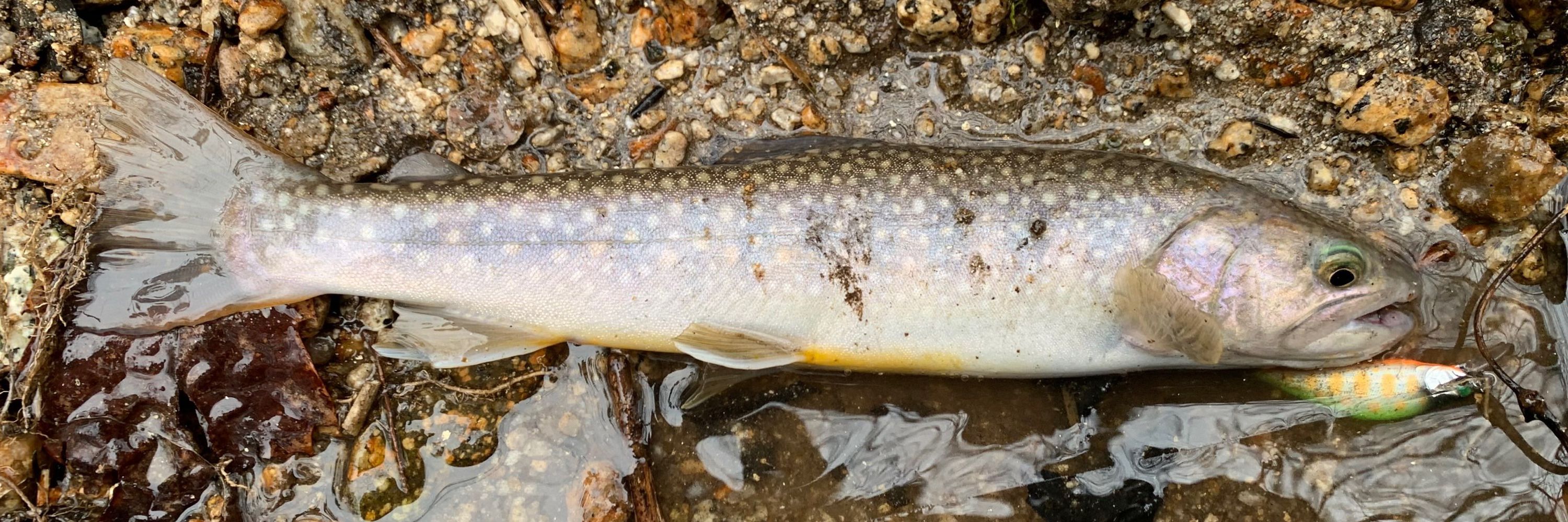 16lb
