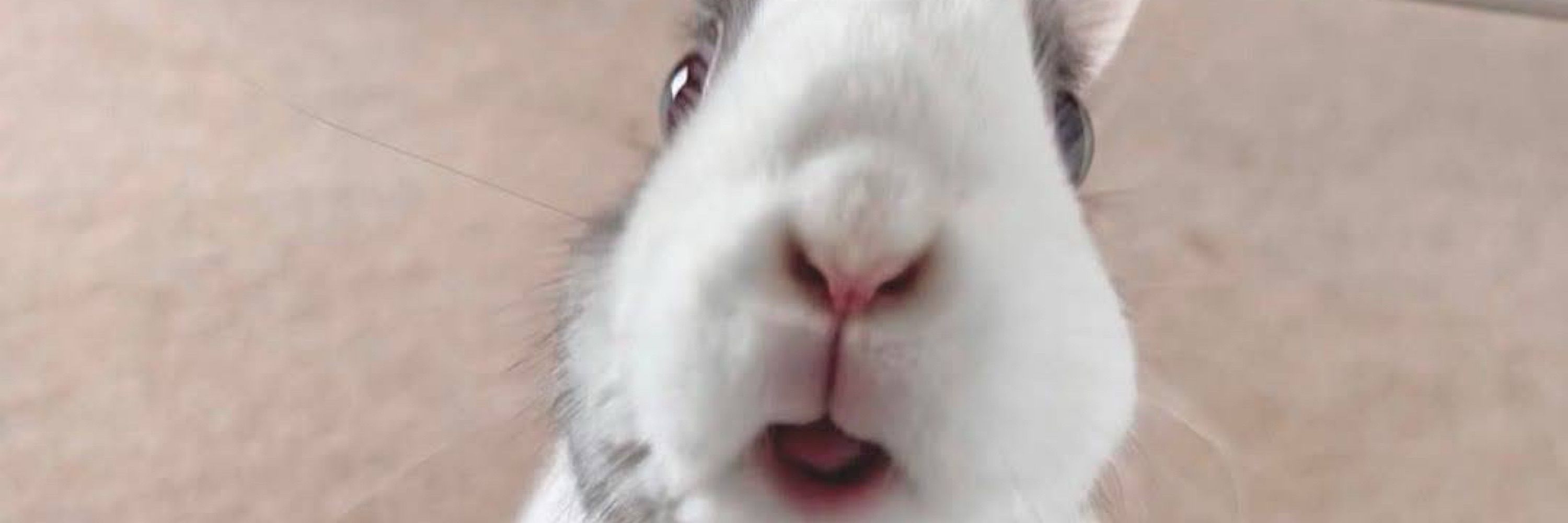 Lappy 🥕