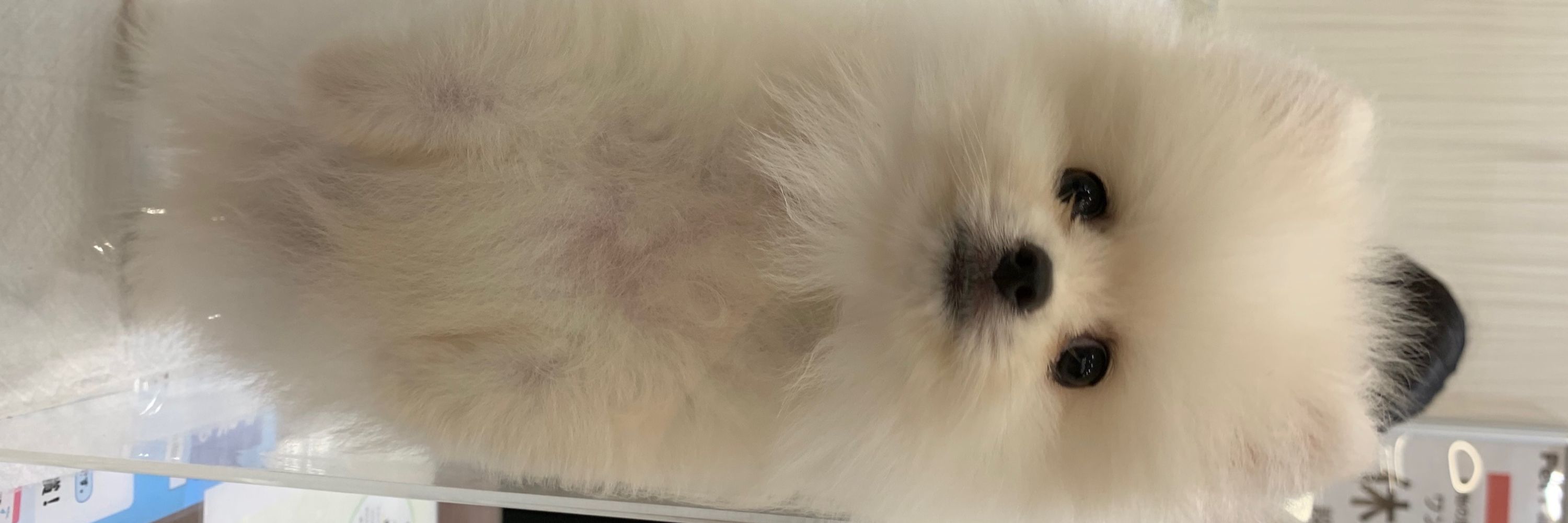 ぽめぽめおこげ