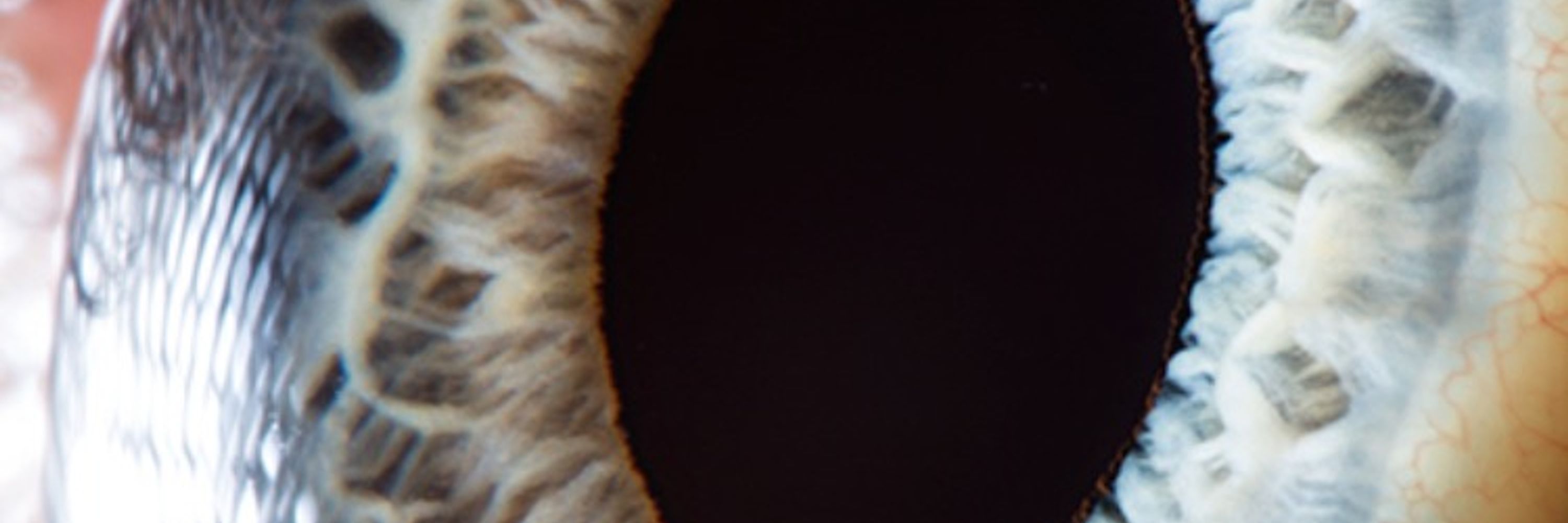 Profile banner