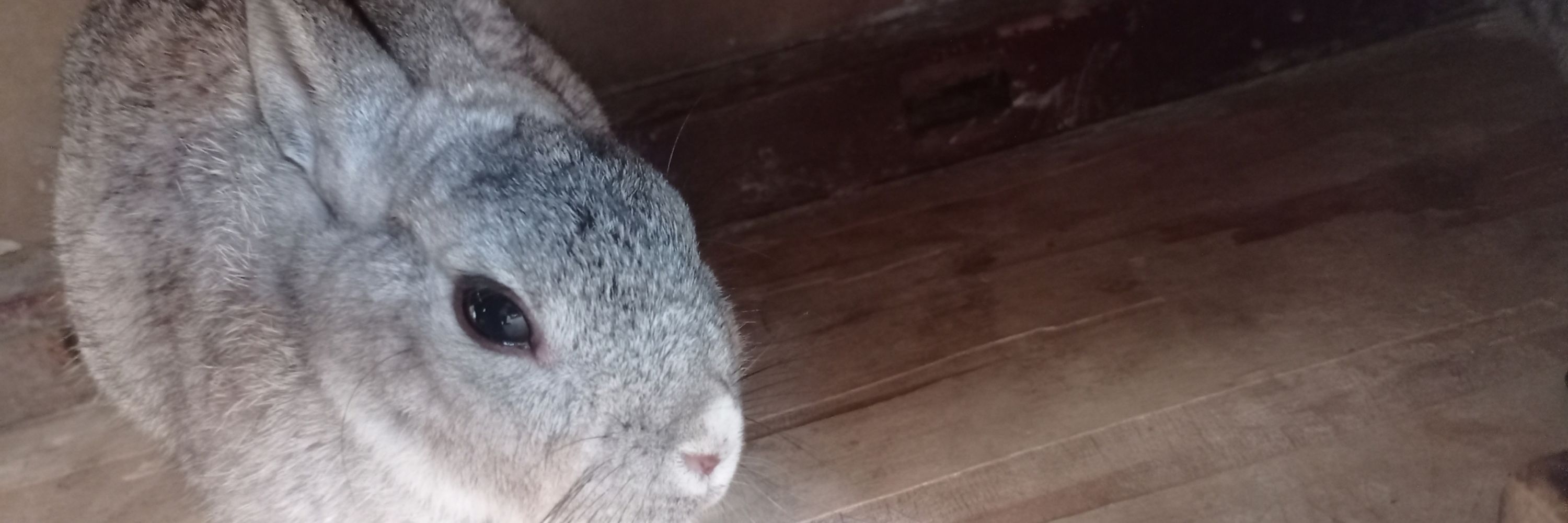 🖤 grayrabbit-J🐰🤍