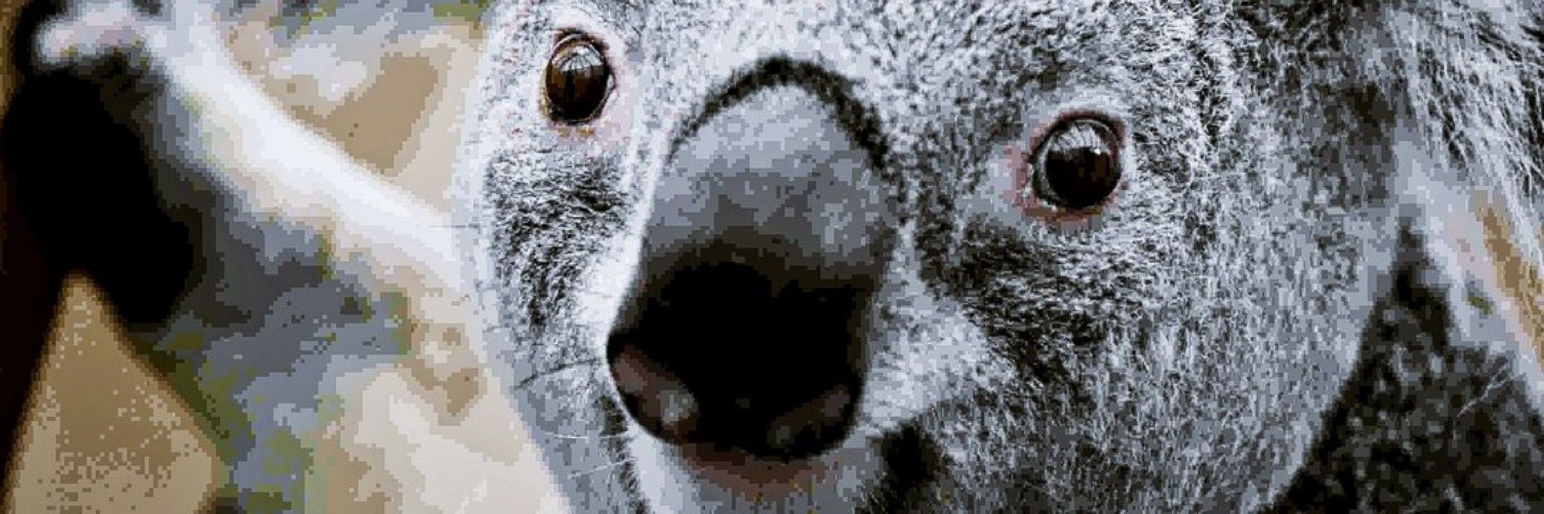 dos／２／二／🐨