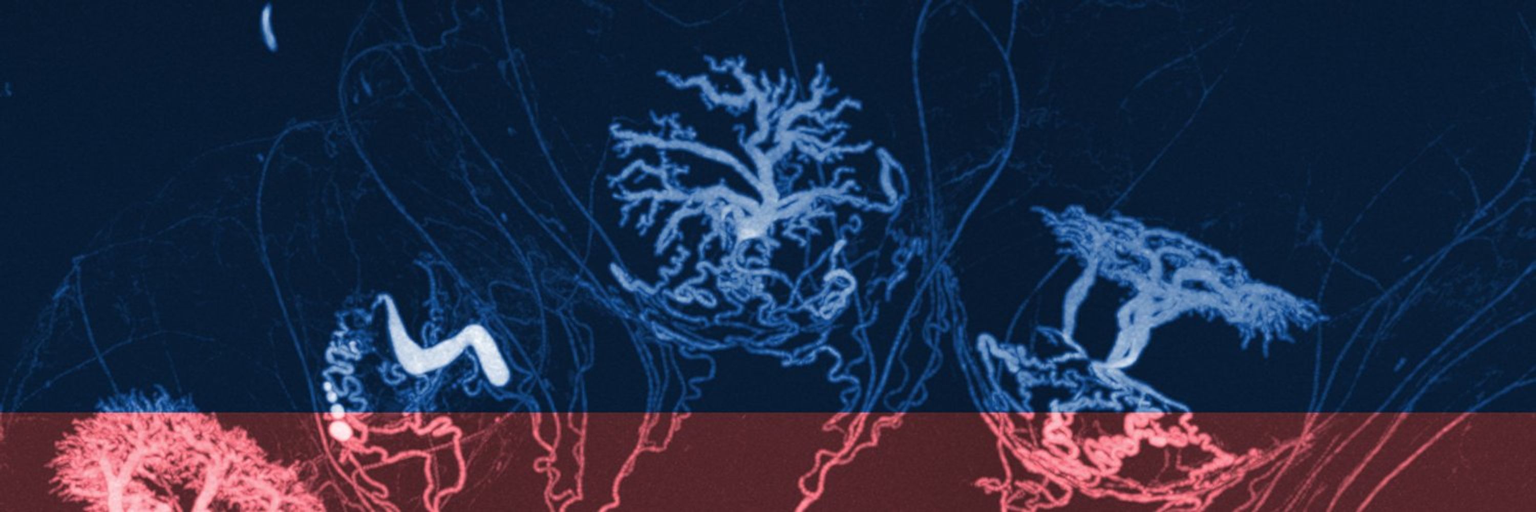 Medical Biophysics