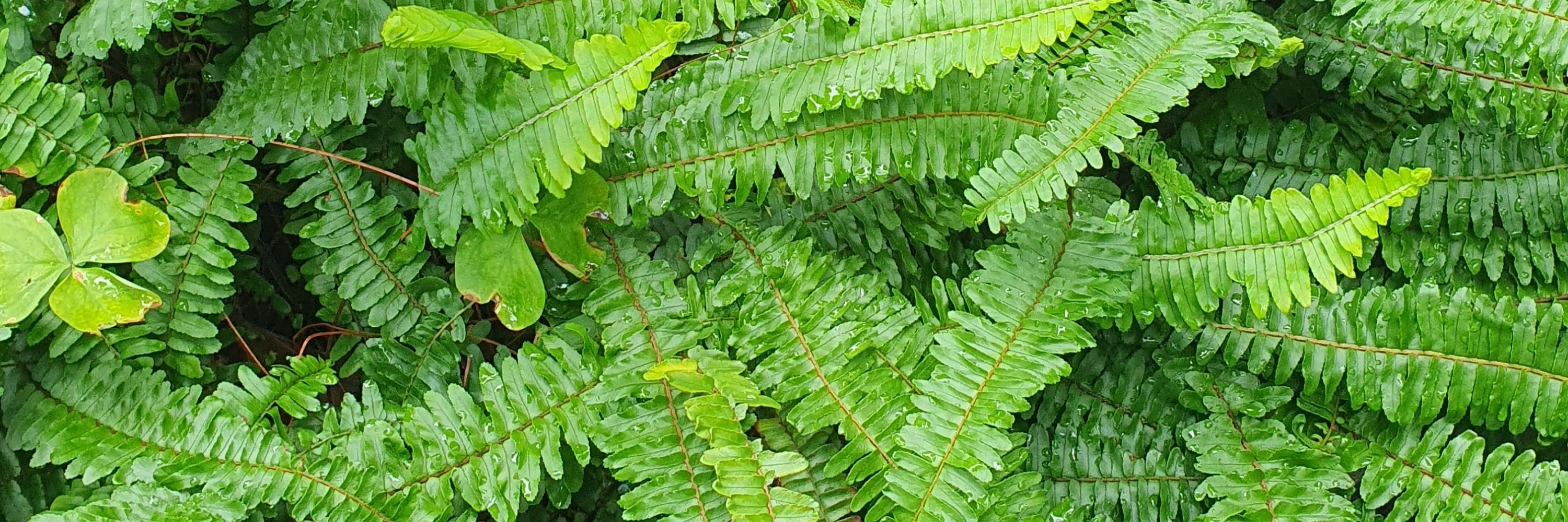보름