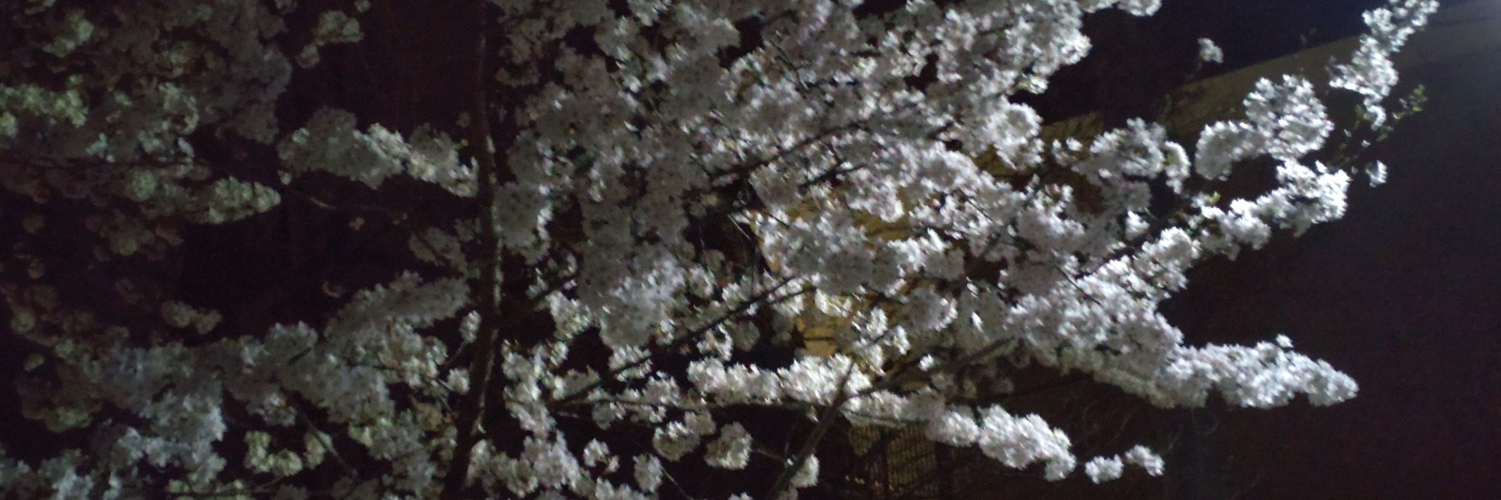 山茶花梅雨