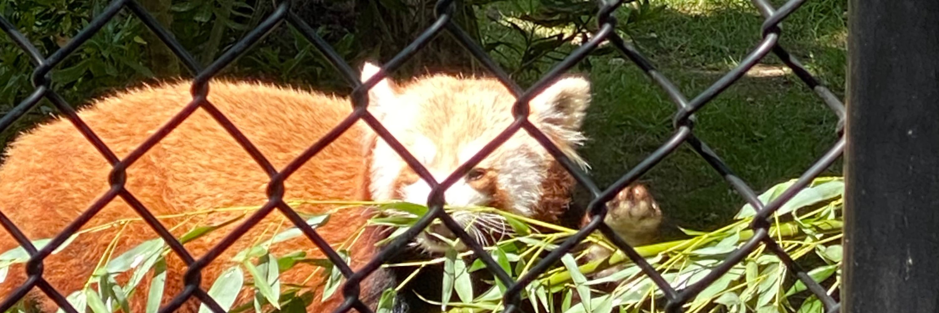 maplesyrupdonut