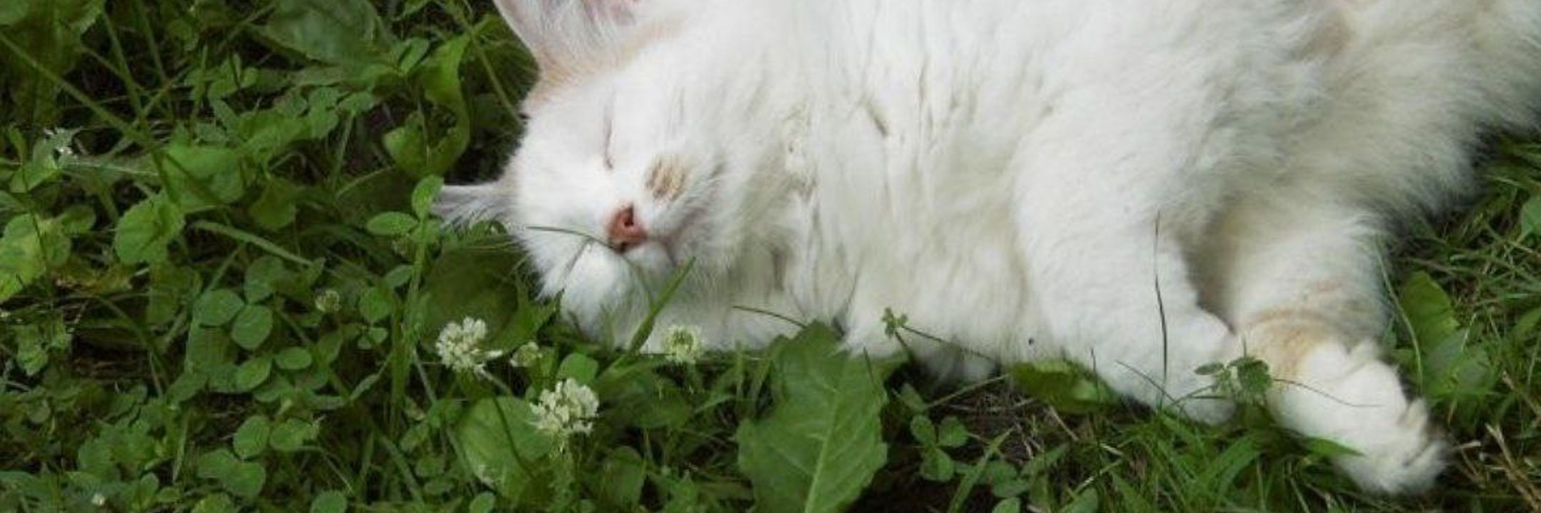 roux