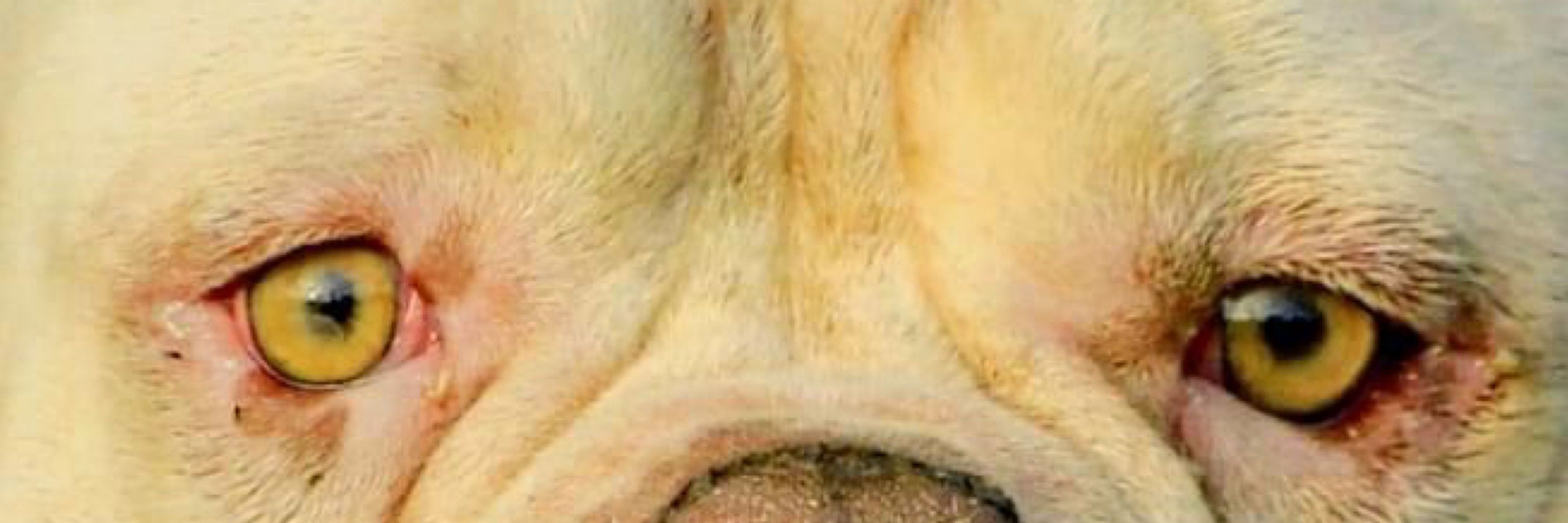DioGOAT