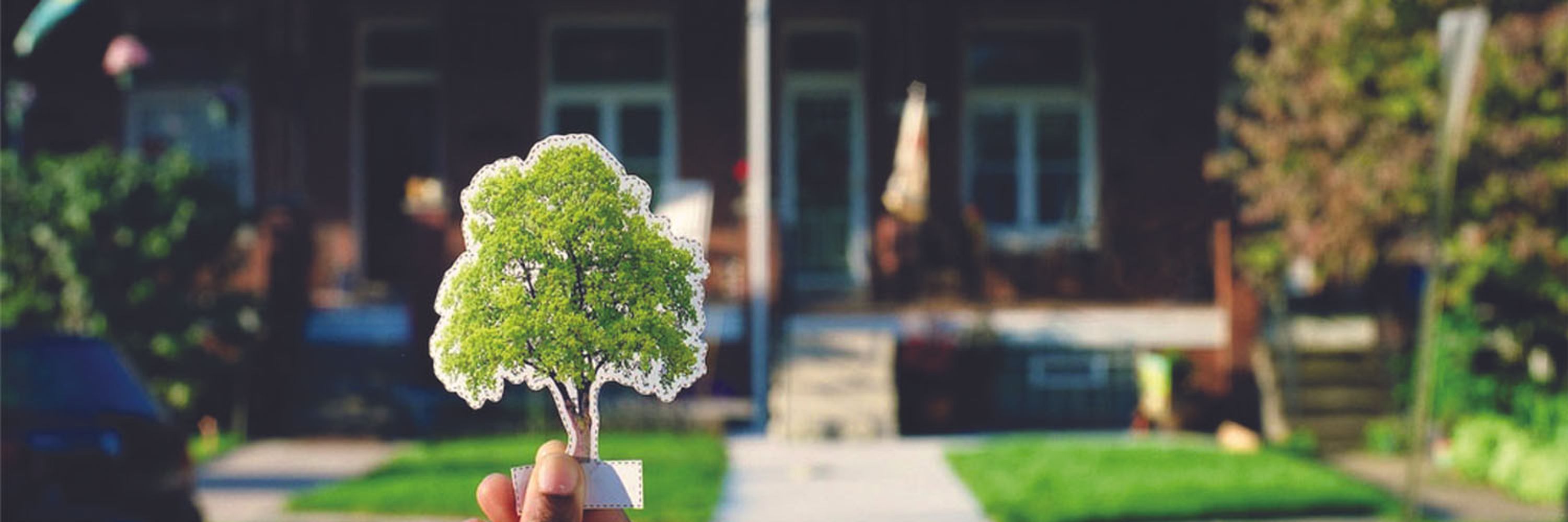 TreeBaltimore