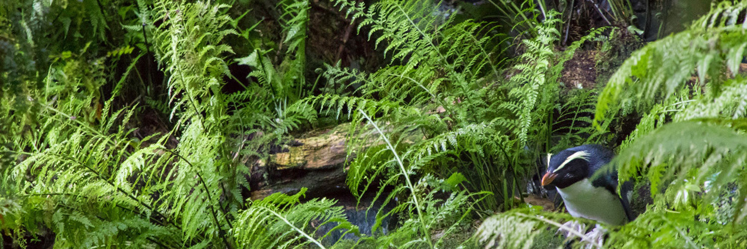 The Tawaki Project